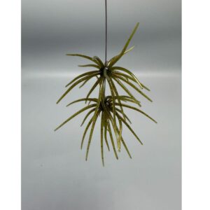 Hag's Baits Prickly Pear 9.9mm